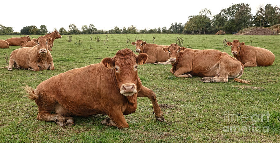 Cow Photograph - Tough Cows by Olivier Le Queinec
