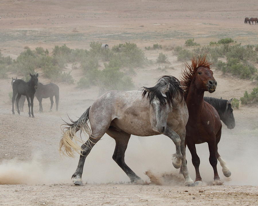 Horse Photograph - Tough Love by Gene Praag Horse Photograph - Tough Love by Gene Praag