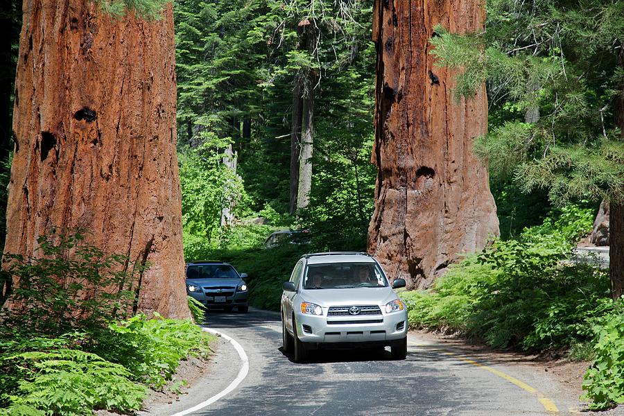 Tourism In Sequoia National Park Photograph by Jim West