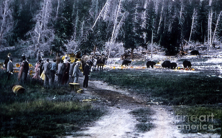 Tourists Feeding Bear Yellowstone Np Photograph by NPS Photo JP Clum