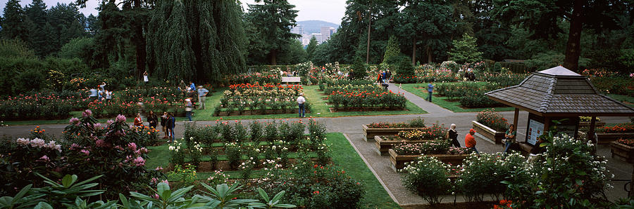 Nature Photograph - Tourists In A Rose Garden by Panoramic Images