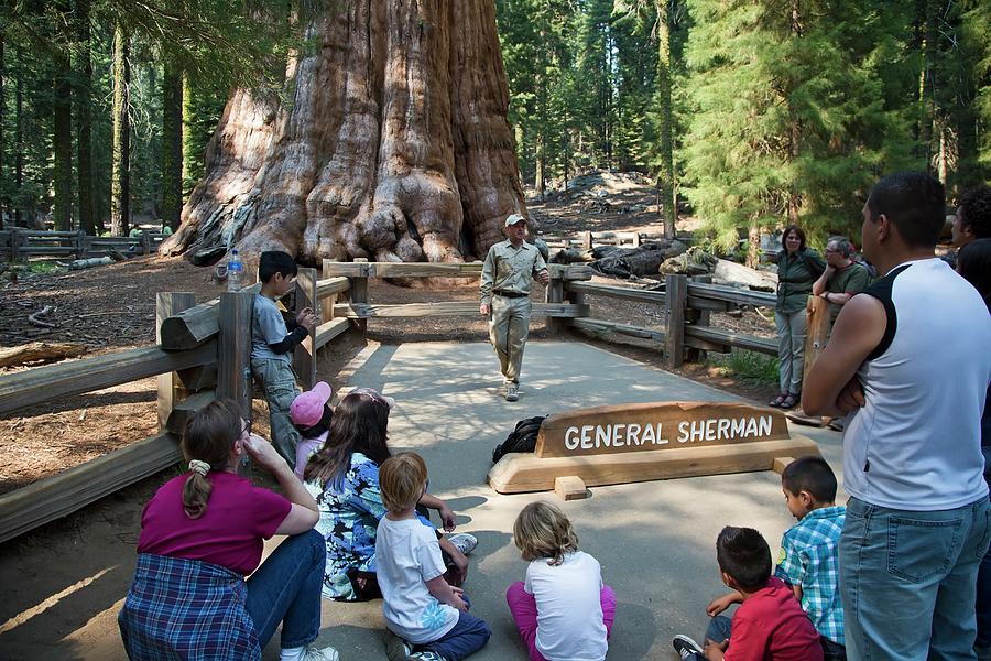 Tourists Visiting General Sherman Tree Photograph by Jim West