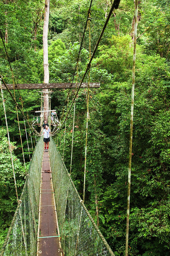 Tourists Walking On Mulu Canopy Skywalk Photograph by Anders Blomqvist
