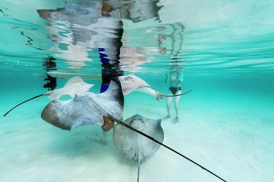 Tourists With Stingrays Photograph by Christopher Swann/science Photo Library