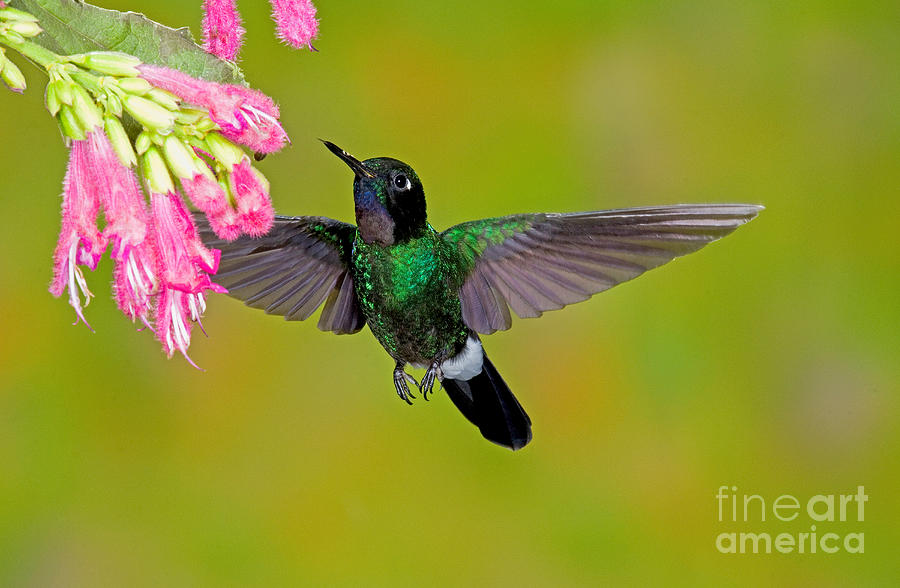 Tourmaline Sunangel Hummingbird Photograph by Anthony Mercieca