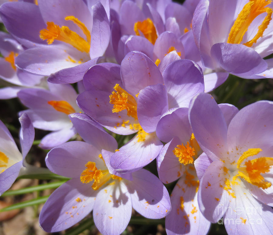 Nature Photograph - Crocus - Light and Soft by Dominique Fortier