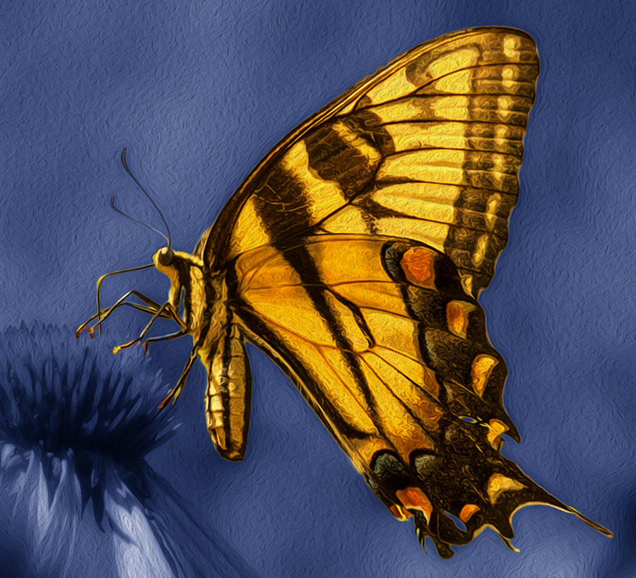 Butterfly Painting - Toward The Sun by Jack Zulli
