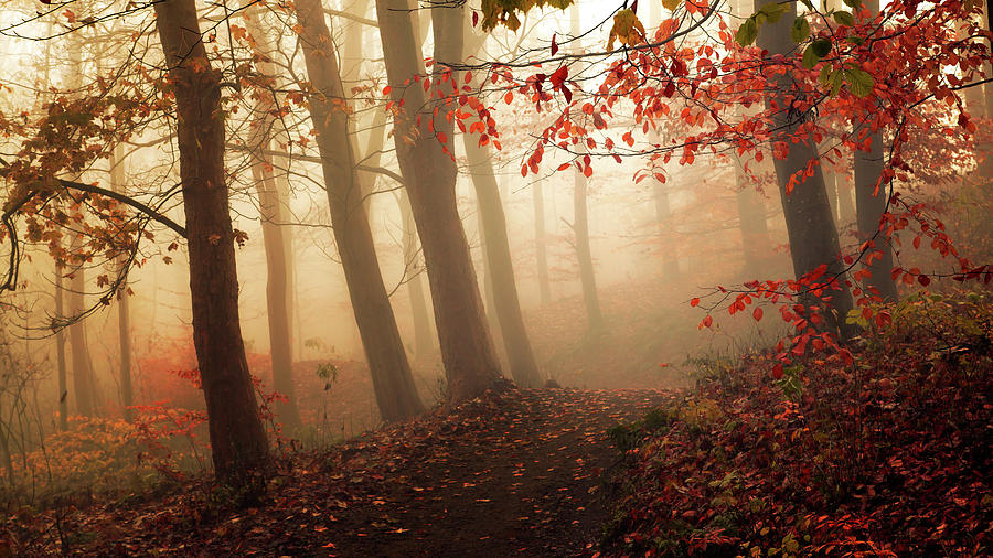 Fall Photograph - Towards The Light. by Leif L?ndal