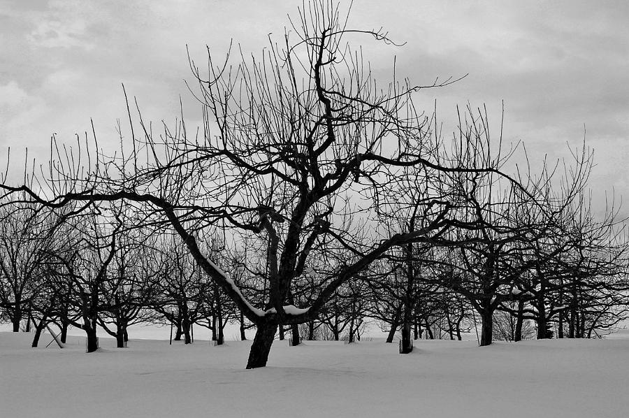 Tower Hill Winter Orchard Photograph by Michael Saunders