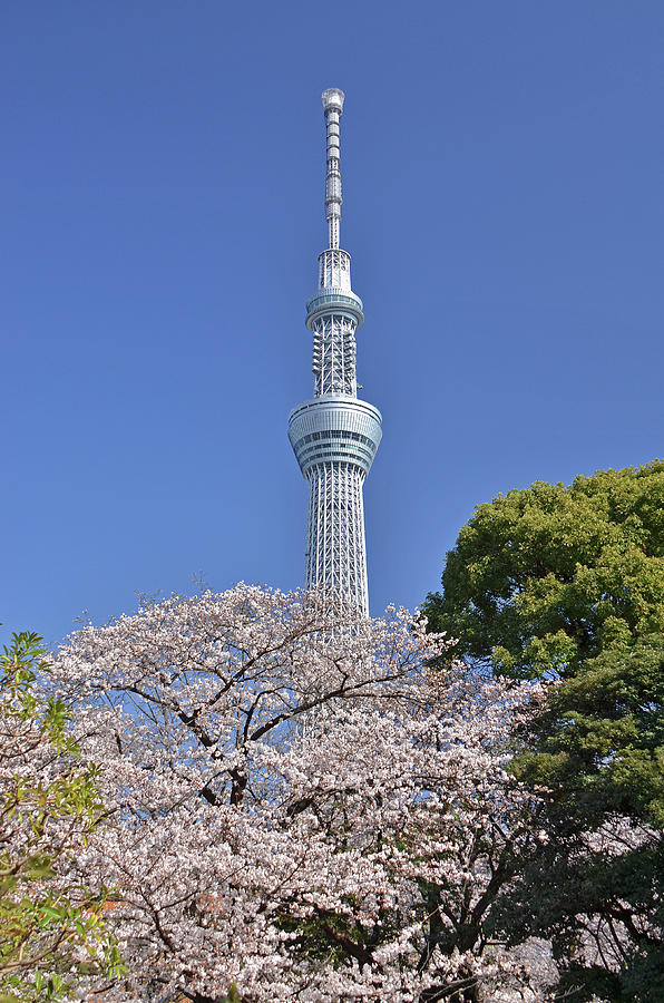 Tower With Cherry Blossom Photograph by Shigerutanida