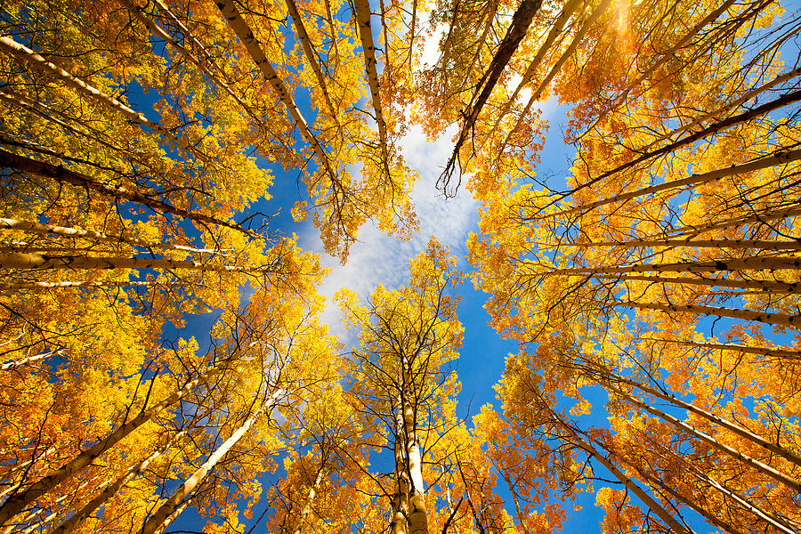 Towering Aspens Photograph by Darren White | Fine Art America