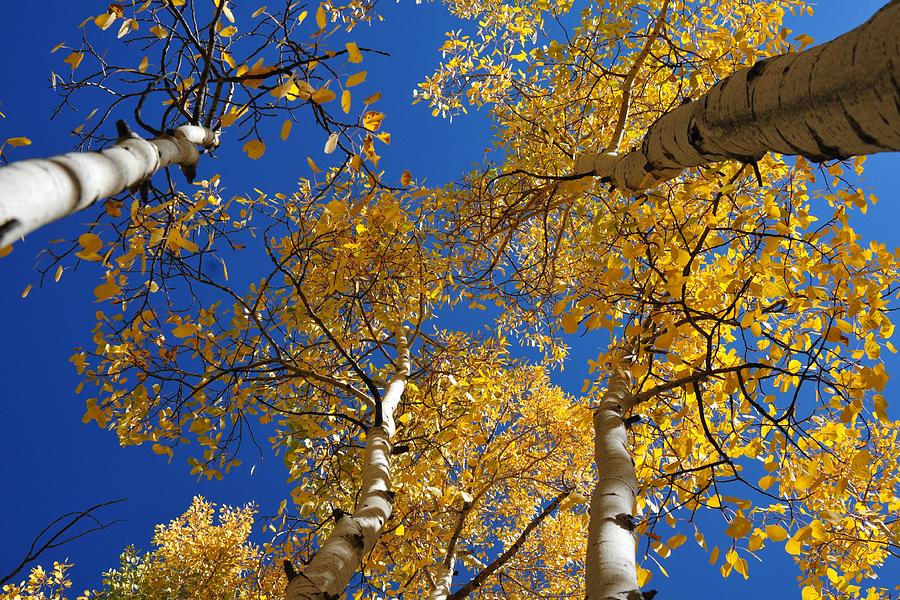 Towering Autumn Aspens Photograph by Marilyn Burton