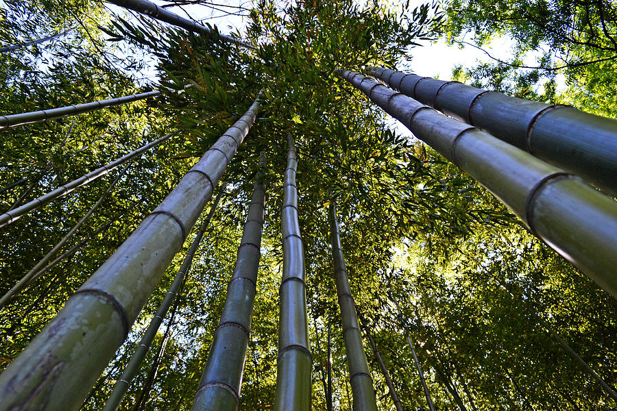 Towering Bamboo Photograph by Holly Blunkall