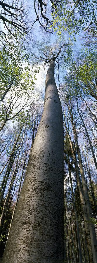 Towering beech tree Photograph by Ulrich Kunst And Bettina Scheidulin