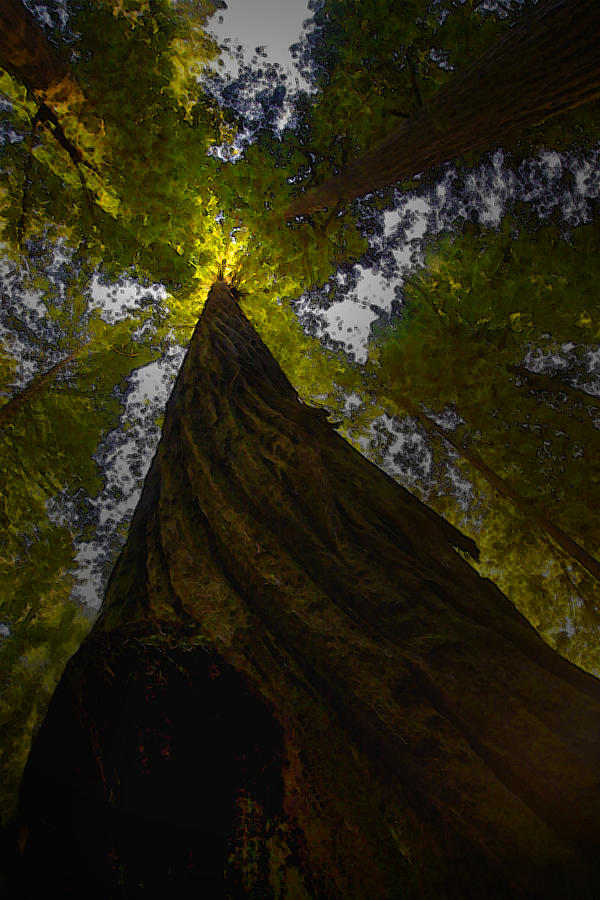 Towering Giants Photograph by Kandy Hurley