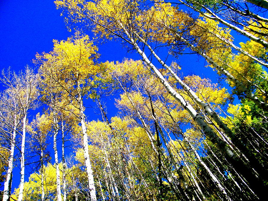 Fall Photograph - Towering Golden Aspens by Dale Jackson