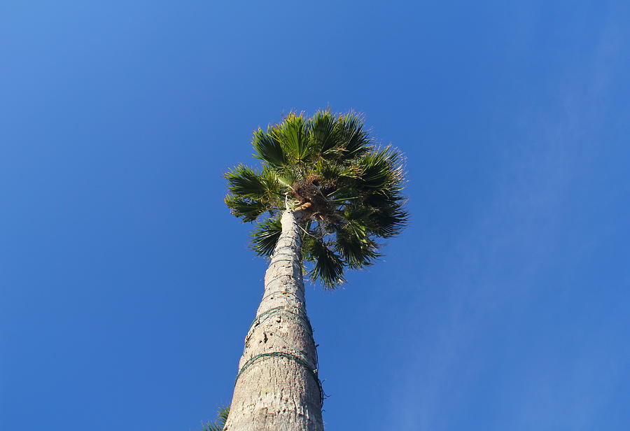 Towering Palm Photograph by Denise Mazzocco - Fine Art America