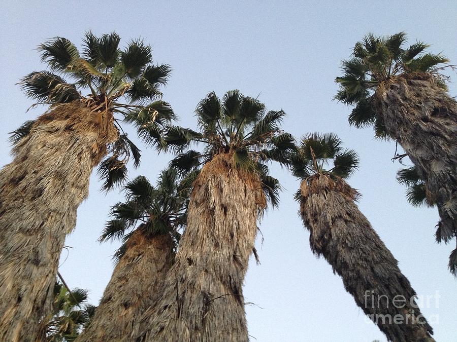 Towering Palm Trees  Photograph by Nora Boghossian
