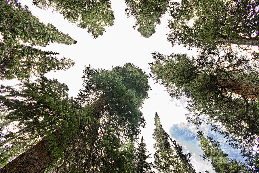 Towering Pine Trees Photograph by James BO Insogna