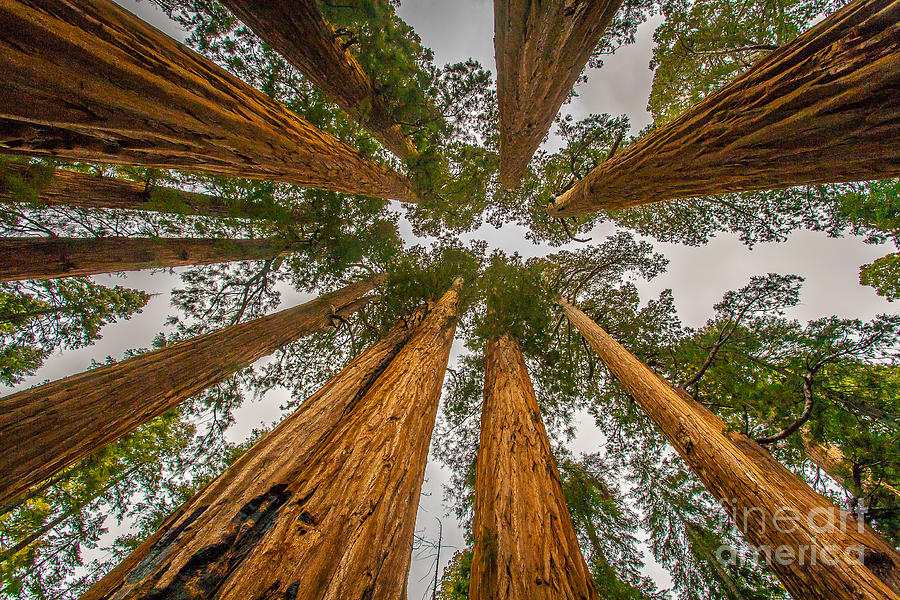 Towering Pines Photograph by Charles Garcia