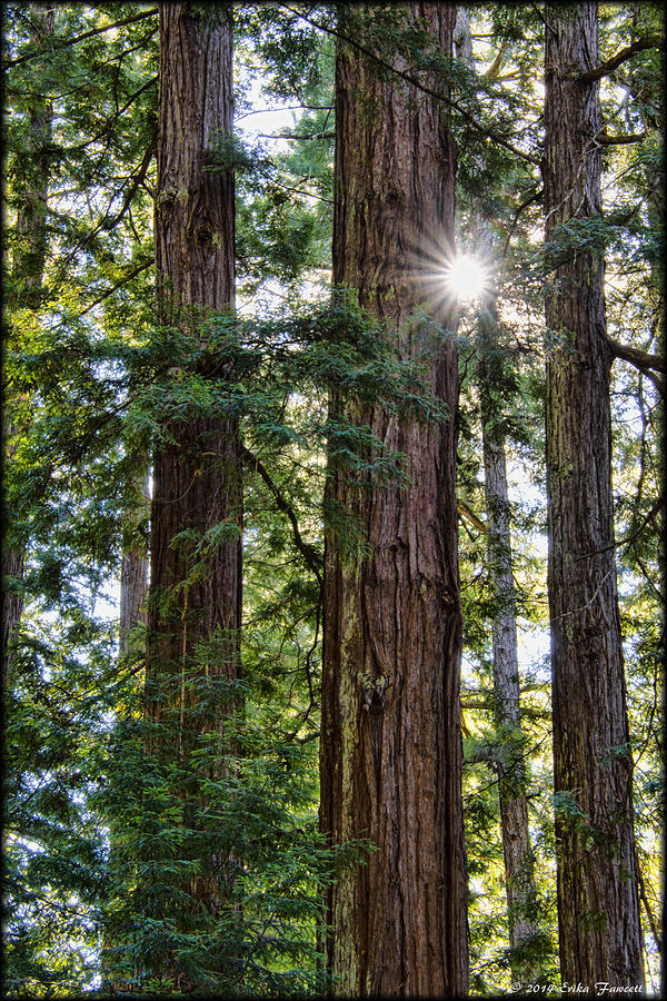 Towering Redwoods Photograph by Erika Fawcett
