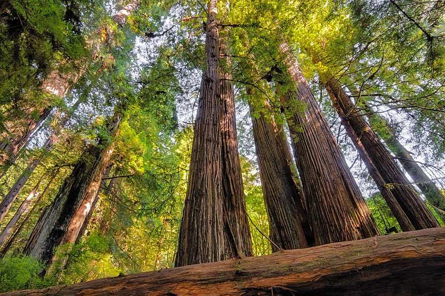 Towering Redwoods Photograph by Loree Johnson