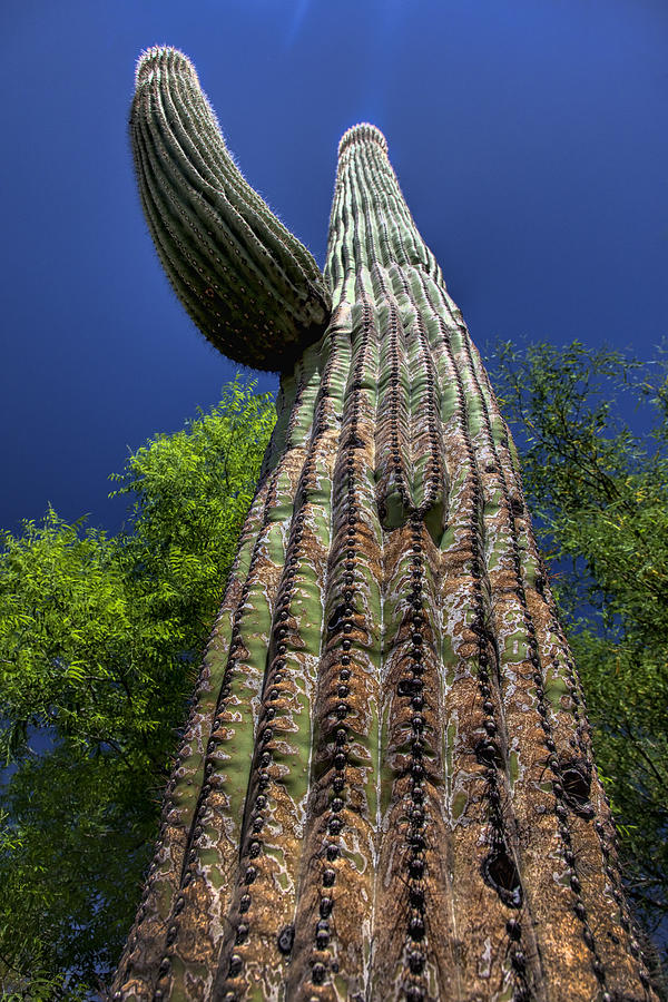 Towering Saguaro Photograph by Diana Powell