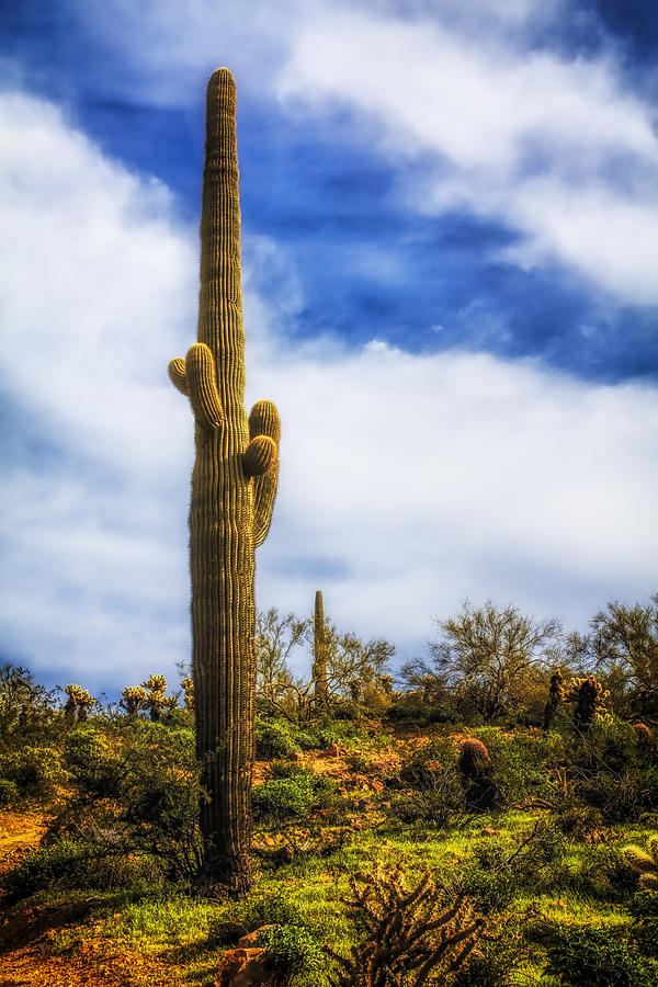 Towering Saguaro Photograph by Fred Larson