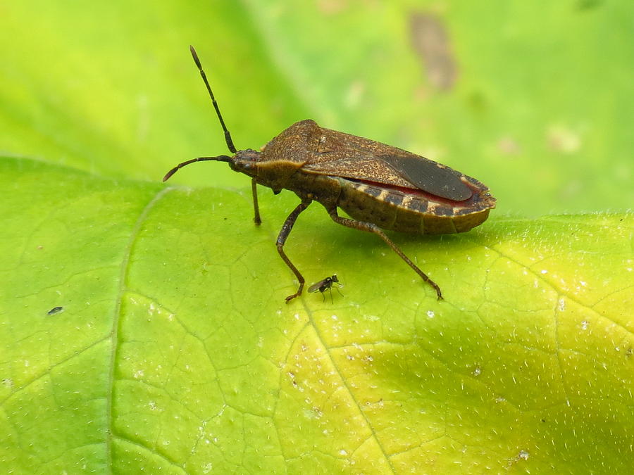 Towering squash bug Photograph by Teresa Cox - Fine Art America