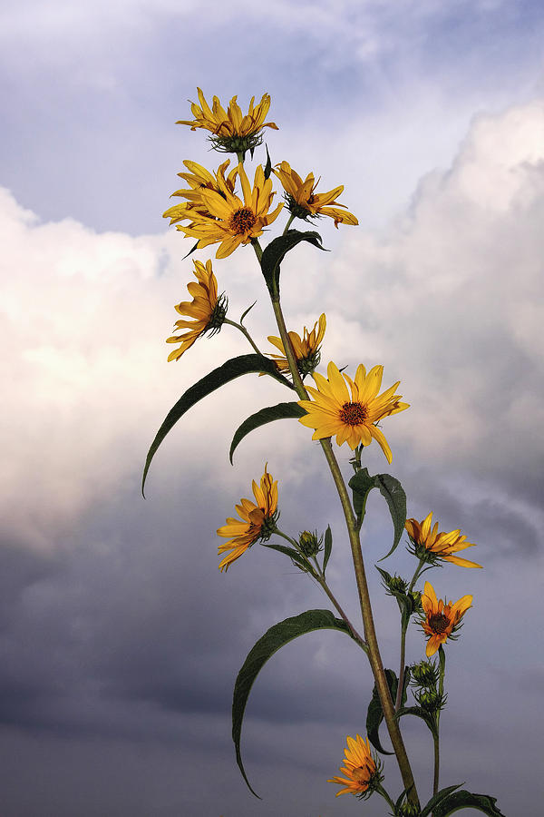 Towering Sunflowers Photograph by Rob Graham