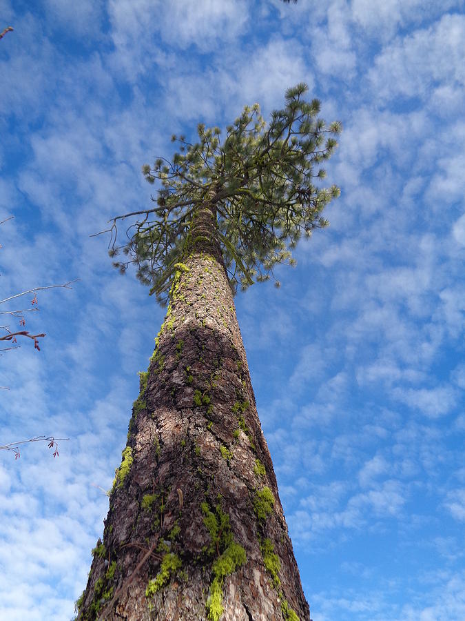 Towering Tree in the Forest Photograph by Kristina Lammers - Pixels