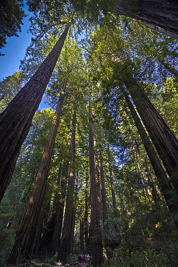 Towering Trees Photograph