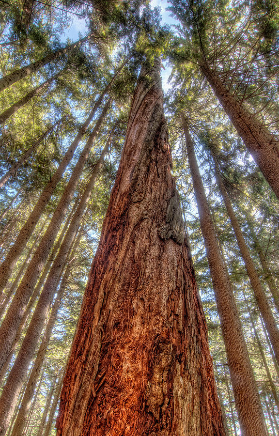 Rising With The Trees Photograph By James Cousineau   Fine Art America