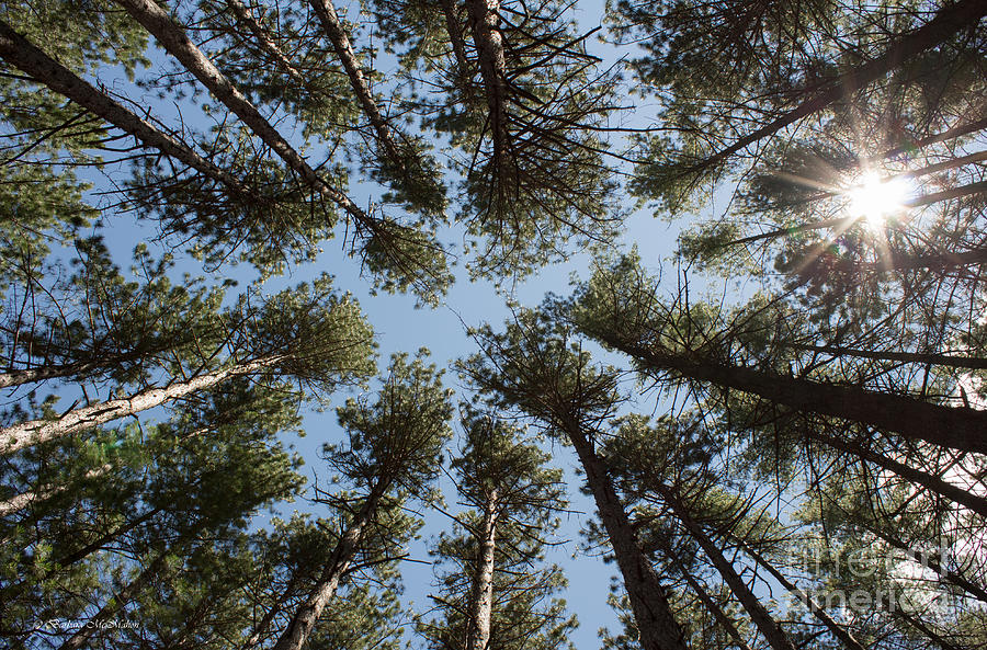 Towering White Pines Photograph by Barbara McMahon