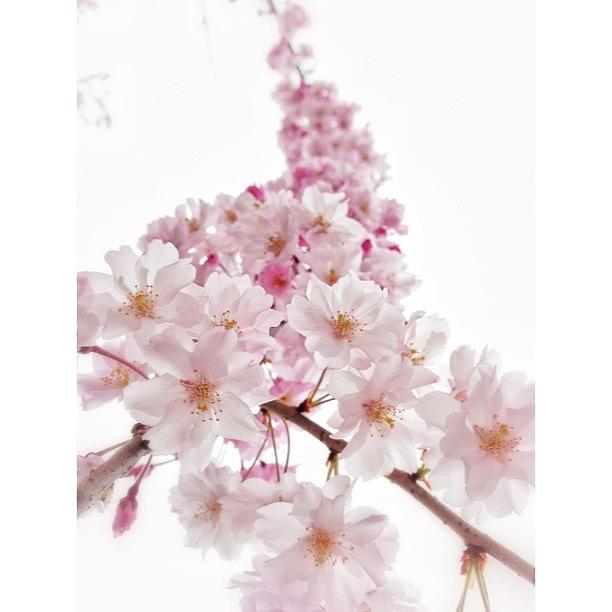 Nature Photograph - 桜tower
#sakura #cherryblossoms by Moto Jp