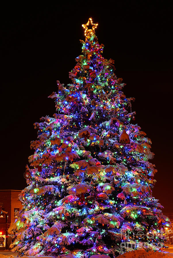 Town Christmas Tree Photograph by Kelly Black