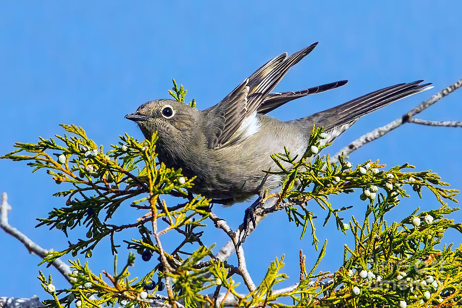 Townsends Solitaire In Juniper Tree Photograph