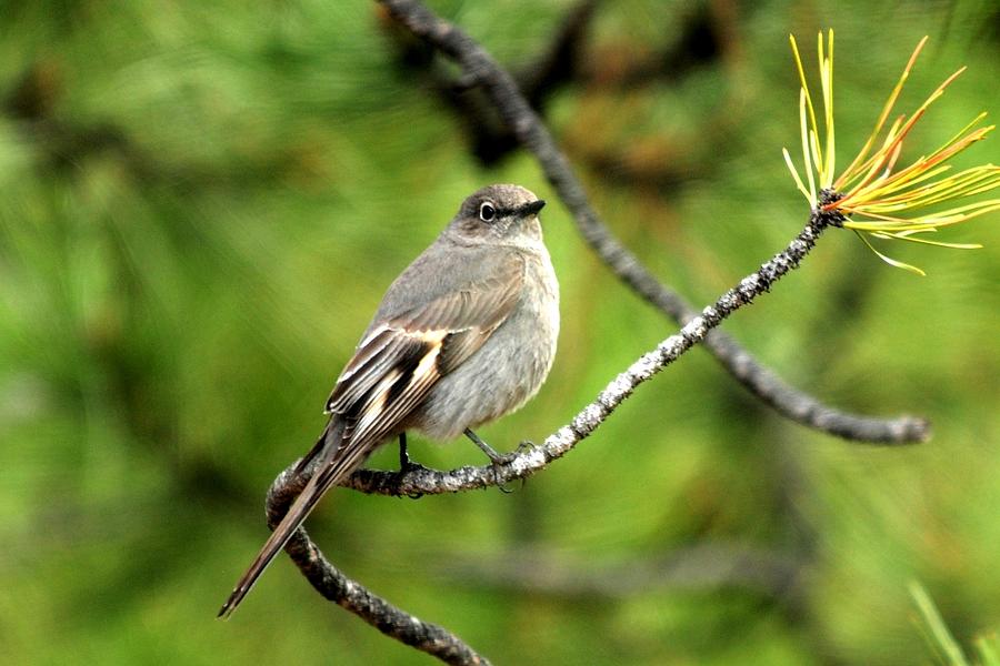 Townsends Solitaire Photograph by Marilyn Burton