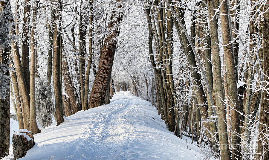 Towpath Trail in Winter  3631 Photograph by Jack Schultz