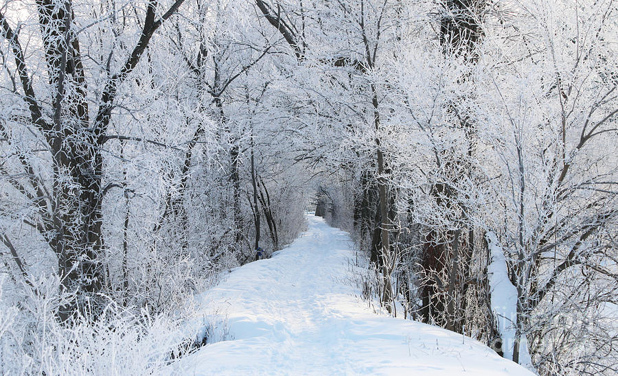 Towpath Trail on Frosty Morning 3640 Photograph by Jack Schultz