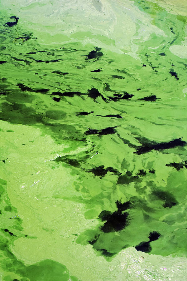 Toxic Cyanobacteria Photograph by Charles Angelo