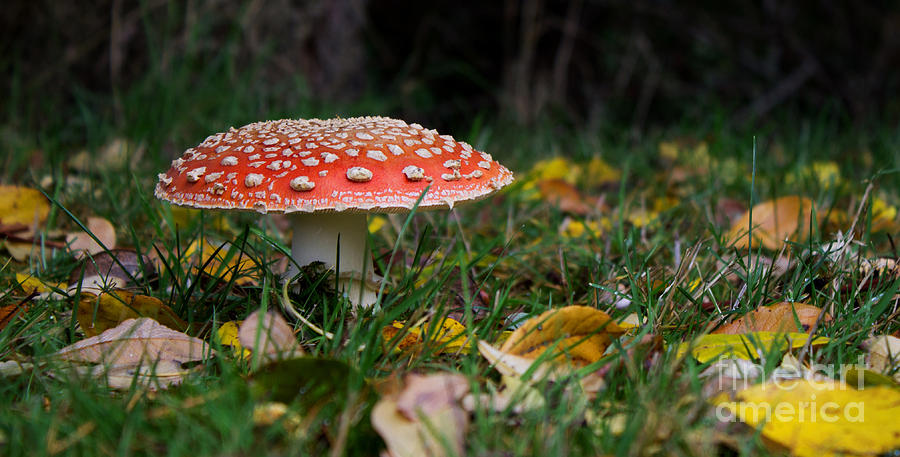 Mushroom Photograph - Toxic by Deanna Proffitt