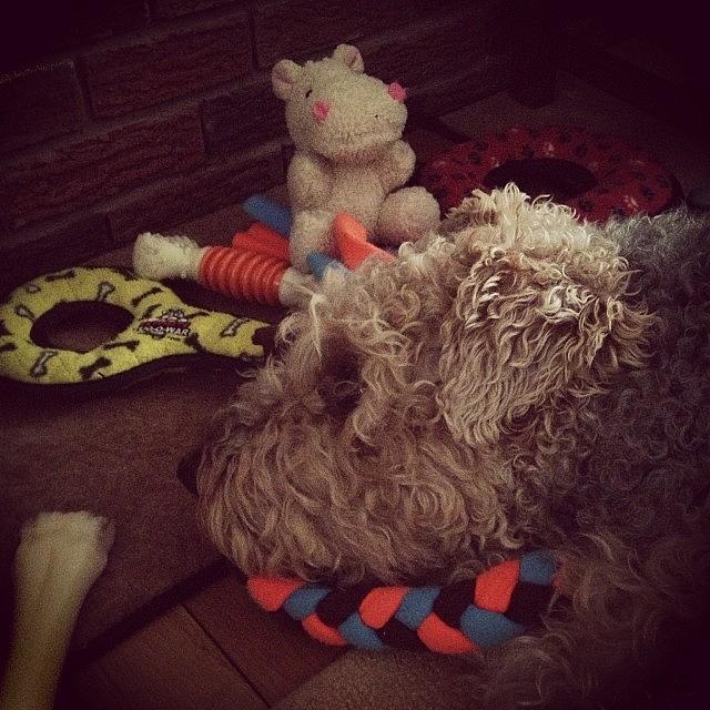 Terrier Photograph - Toy Collection
#tesstheairedaleterrier by Teresa Delcorso