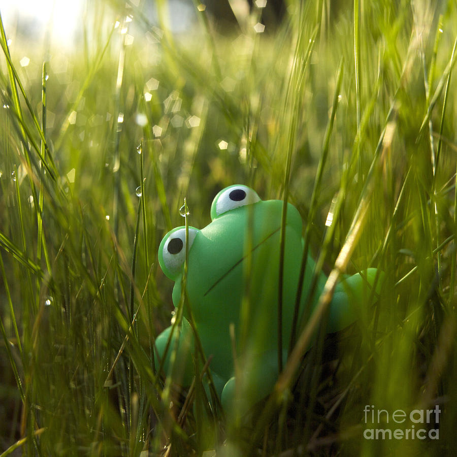 Toy Photograph - Toy Frog In The Wet Grass by Bernard Jaubert