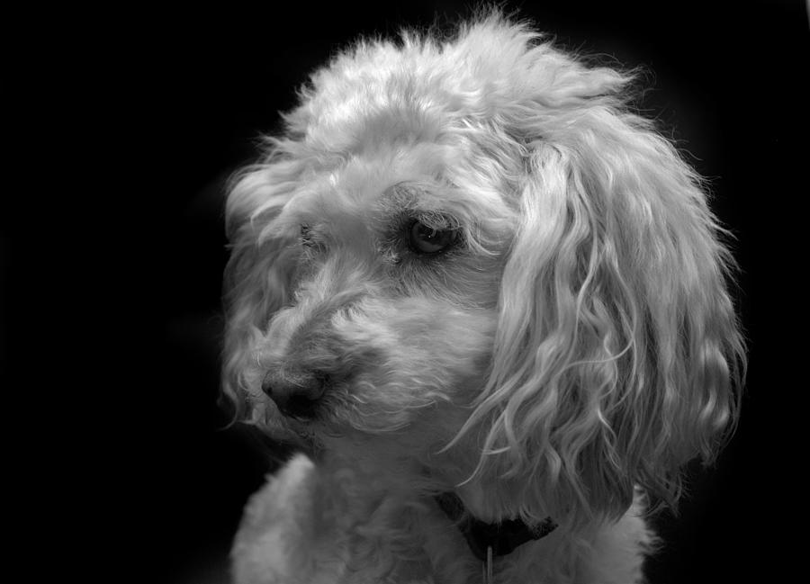 Toy Poodle Photograph by Nathan Abbott