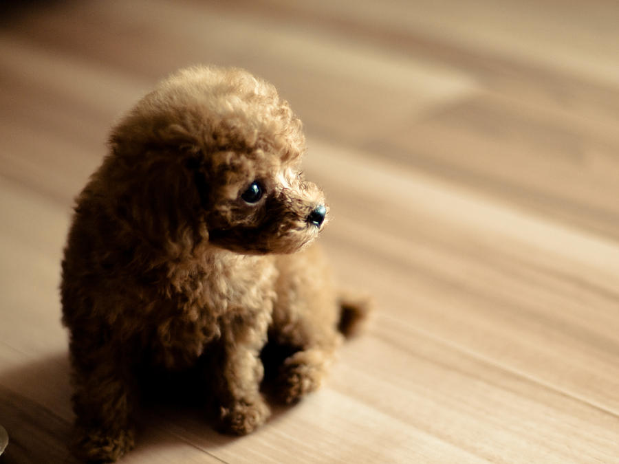 Toy poodle puppy Photograph by tetsu_FMR