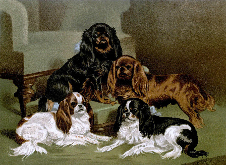 Toy Spaniels Painting by Charlie Ross