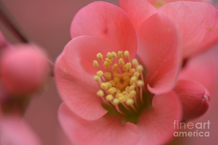 Flower Photograph - Toyo Nishiki Japanese Flowering Quince  Picture C by Barb Dalton