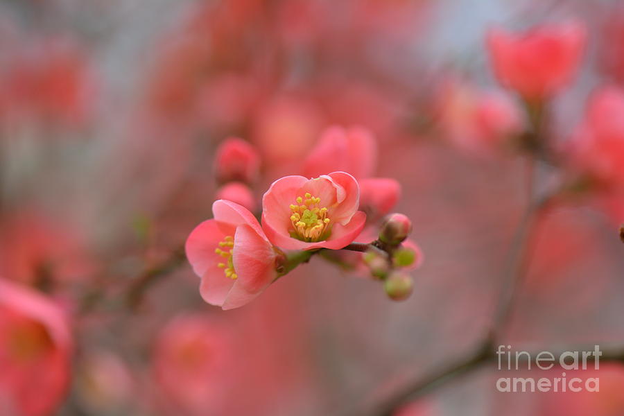 Flower Photograph - Toyo Nishiki Japanese Flowering Quince  Picture D by Barb Dalton