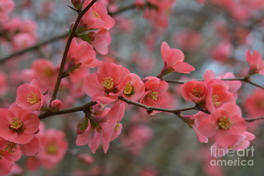 Flower Photograph - Toyo Nishiki Japanese Flowering Quince  Picture H by Barb Dalton